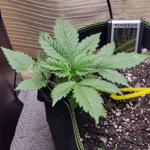 Blue Dream Matic growlog timeline photo