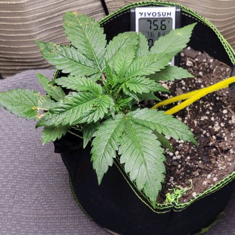 Blue Dream Matic growlog timeline photo