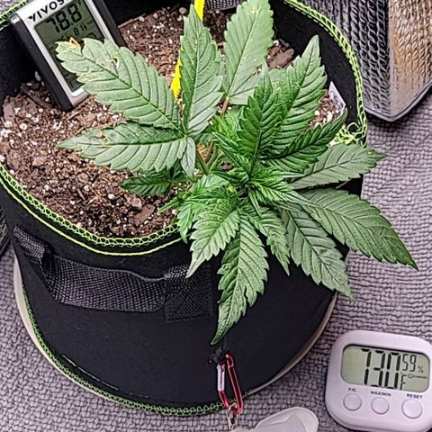 Blue Dream Matic growlog timeline photo