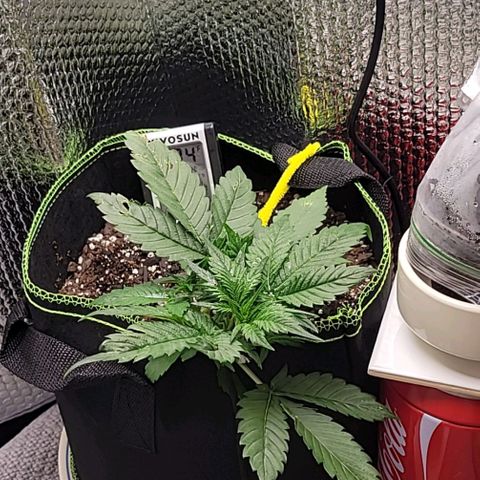 Blue Dream Matic growlog timeline photo