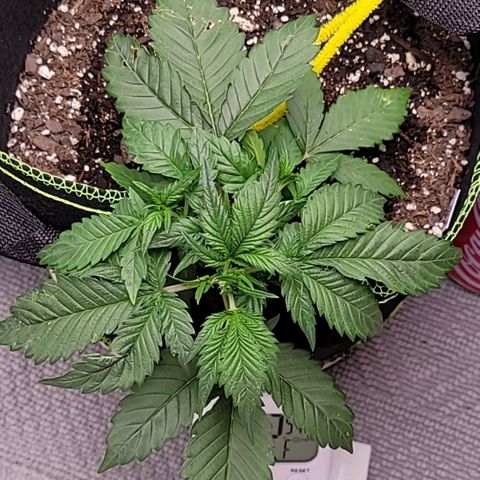 Blue Dream Matic growlog timeline photo
