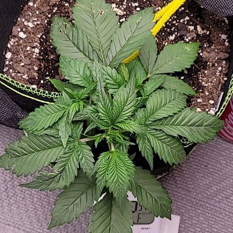Blue Dream Matic growlog timeline photo