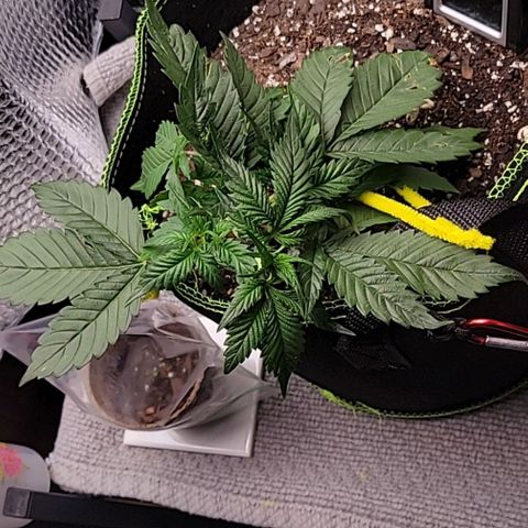 Blue Dream Matic growlog timeline photo