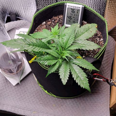 Blue Dream Matic growlog timeline photo