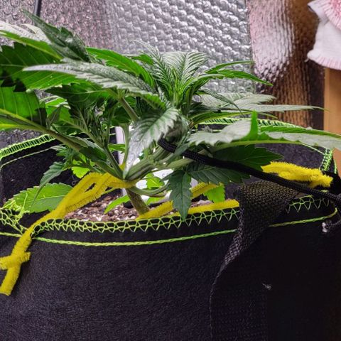 Blue Dream Matic growlog timeline photo