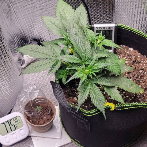 Blue Dream Matic growlog timeline photo