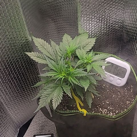 Blue Dream Matic growlog timeline photo