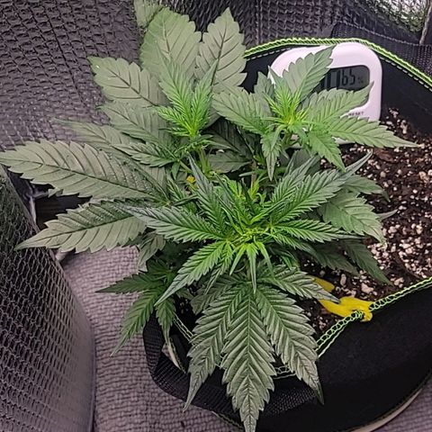 Blue Dream Matic growlog timeline photo