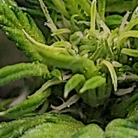 Blue Dream Matic growlog timeline photo