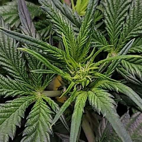 Blue Dream Matic growlog timeline photo