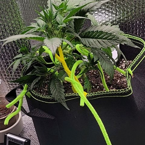 Blue Dream Matic growlog timeline photo
