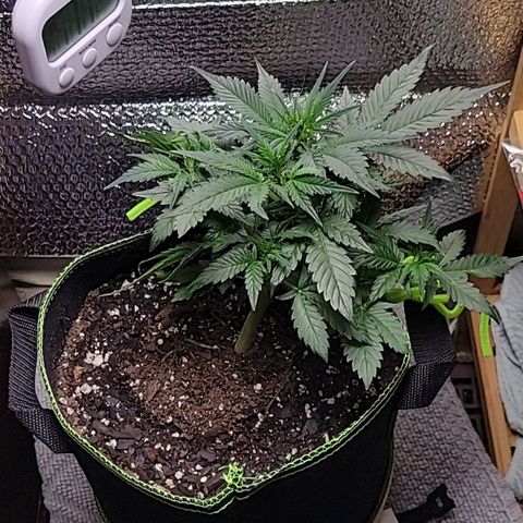 Blue Dream Matic growlog timeline photo