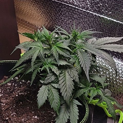 Blue Dream Matic growlog timeline photo