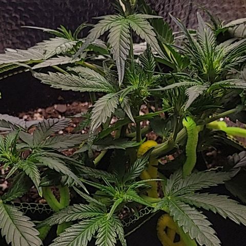 Blue Dream Matic growlog timeline photo