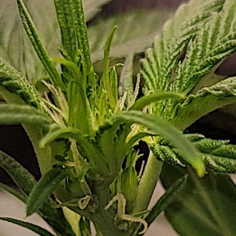 Blue Dream Matic growlog timeline photo