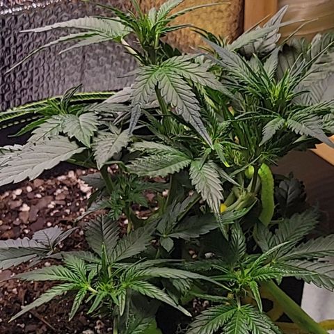 Blue Dream Matic growlog timeline photo