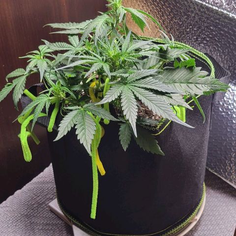 Blue Dream Matic growlog timeline photo