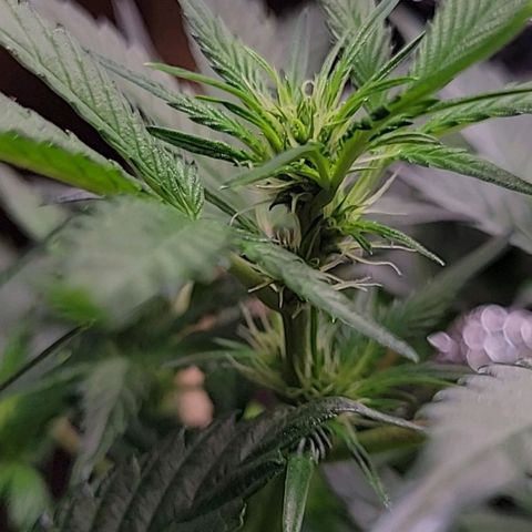 Blue Dream Matic growlog timeline photo