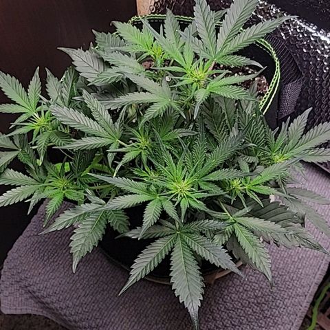 Blue Dream Matic growlog timeline photo