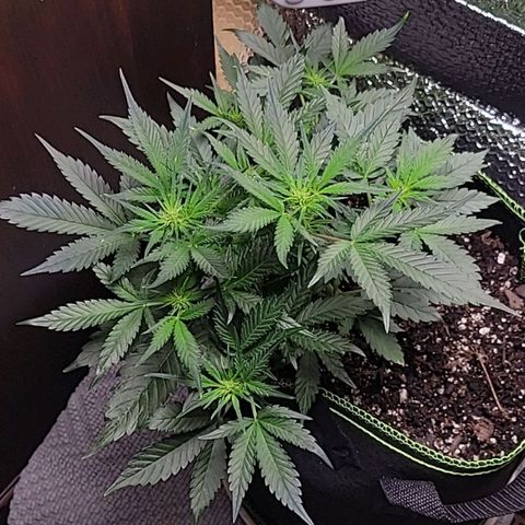 Blue Dream Matic growlog timeline photo