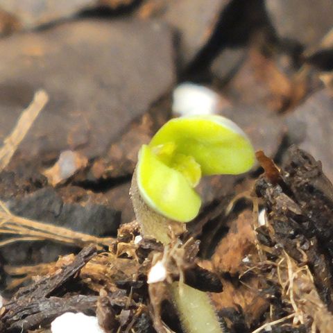 Sour Apple growlog timeline photo