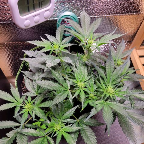Blue Dream Matic growlog timeline photo
