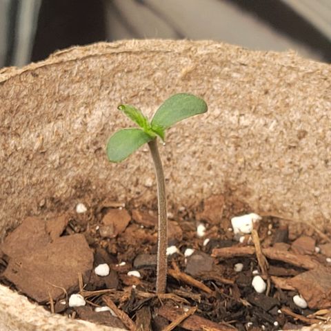 Sour Apple growlog timeline photo