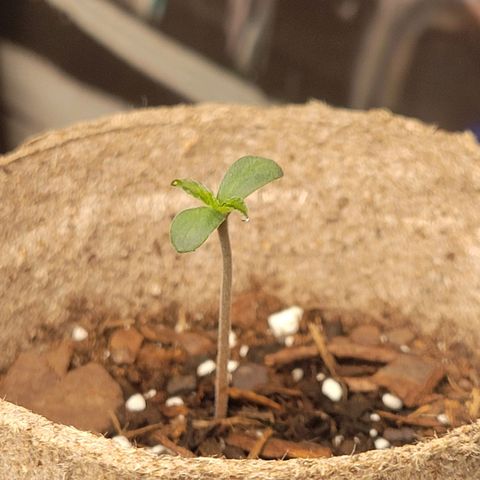 Sour Apple growlog timeline photo
