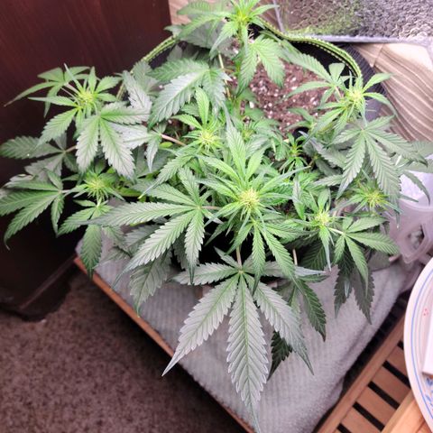 Blue Dream Matic growlog timeline photo