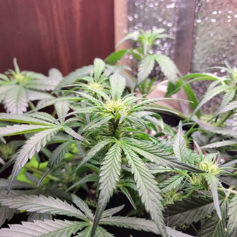 Blue Dream Matic growlog timeline photo