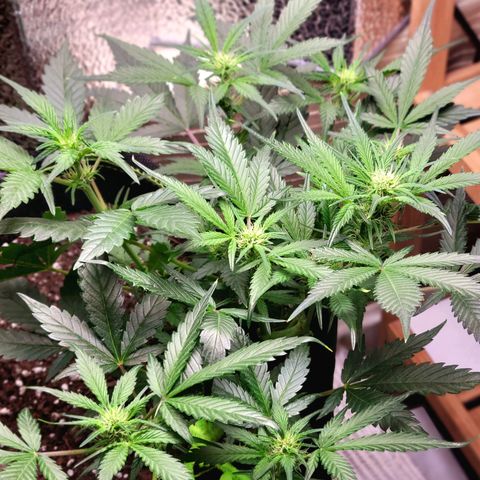 Blue Dream Matic growlog timeline photo