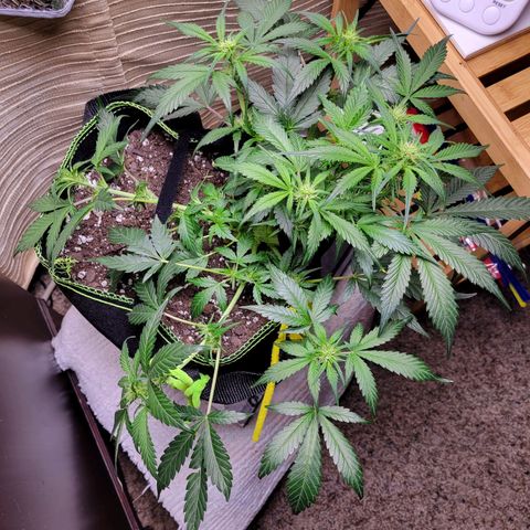 Blue Dream Matic growlog timeline photo