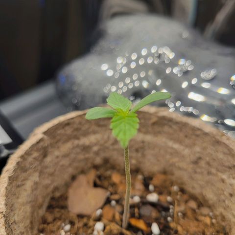 Sour Apple growlog timeline photo