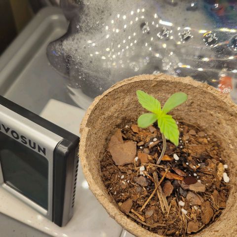 Sour Apple growlog timeline photo