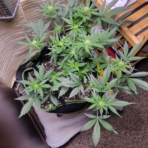 Blue Dream Matic growlog timeline photo