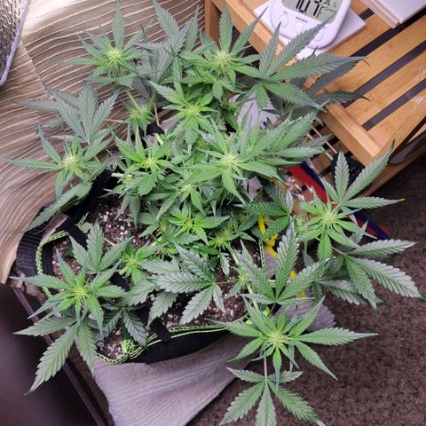 Blue Dream Matic growlog timeline photo