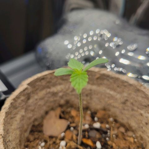 Sour Apple growlog timeline photo