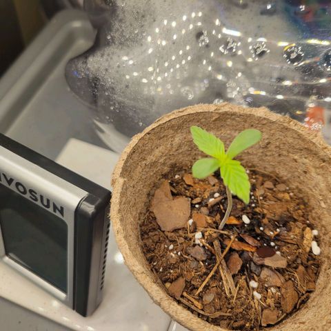 Sour Apple growlog timeline photo