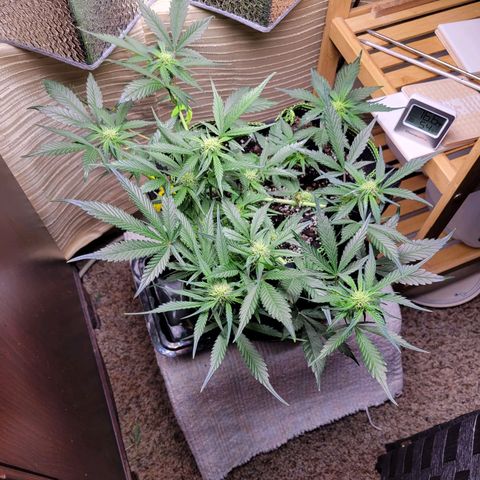 Blue Dream Matic growlog timeline photo