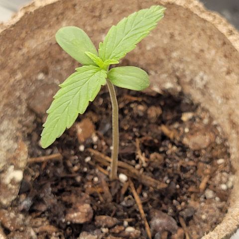 Sour Apple growlog timeline photo