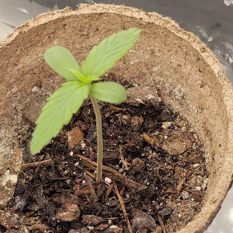Sour Apple growlog timeline photo