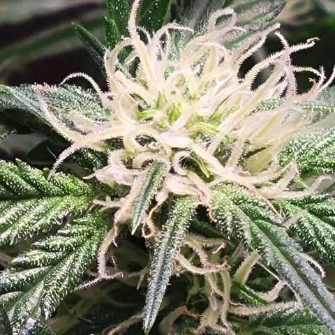 Blue Dream Matic growlog timeline photo