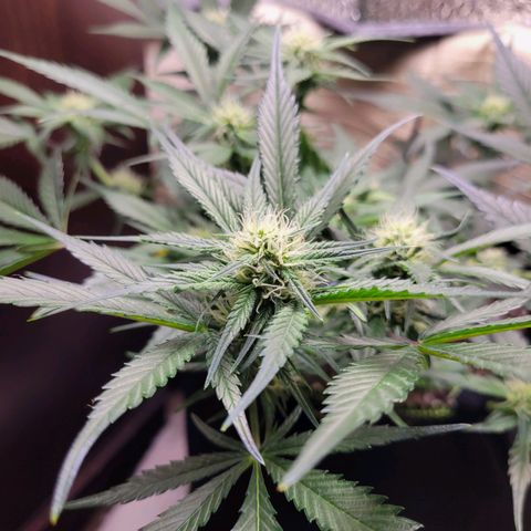 Blue Dream Matic growlog timeline photo