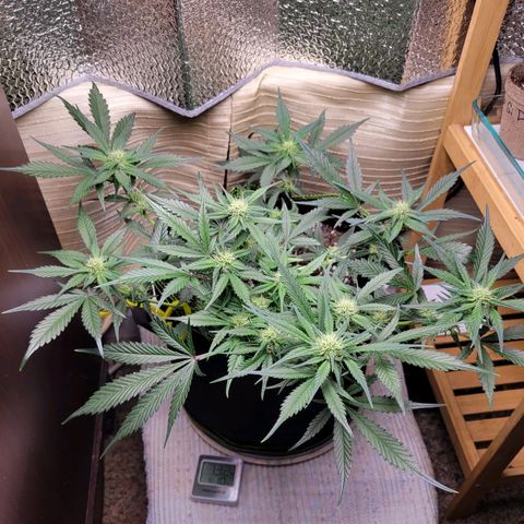 Blue Dream Matic growlog timeline photo