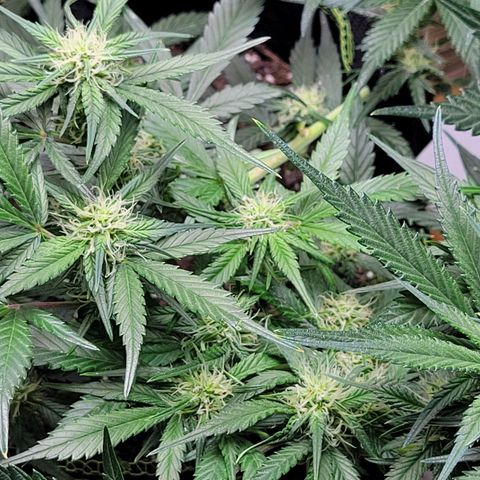 Blue Dream Matic growlog timeline photo