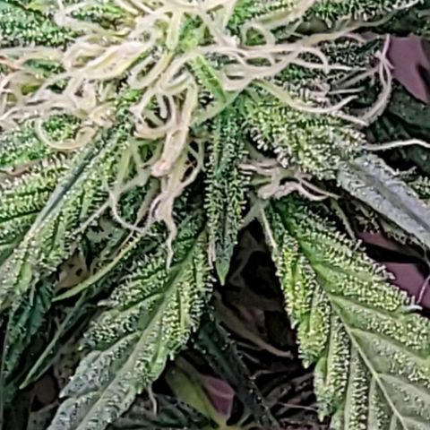 Blue Dream Matic growlog timeline photo