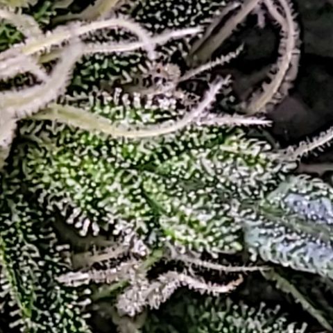 Blue Dream Matic growlog timeline photo