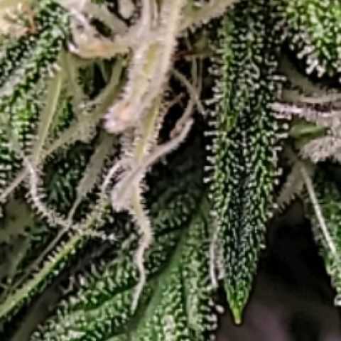 Blue Dream Matic growlog timeline photo