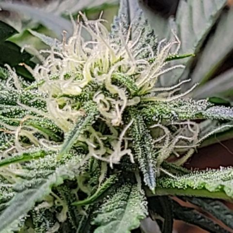 Blue Dream Matic growlog timeline photo