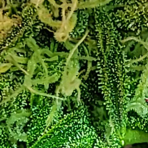 Blue Dream Matic growlog timeline photo